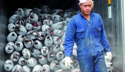 Image: Albacore tuna unsustainable