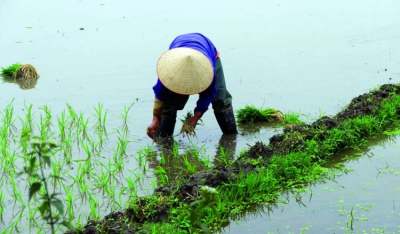 Image: Rice paddies methane