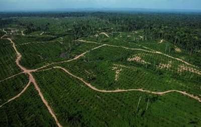 Image: Olam Palm Oil Plantations
