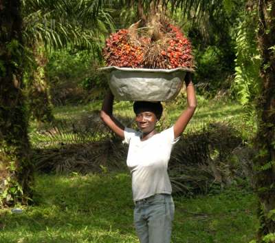 Image: palm oil producer