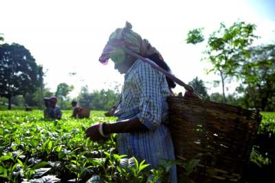 Image: Assam Tea Picker
