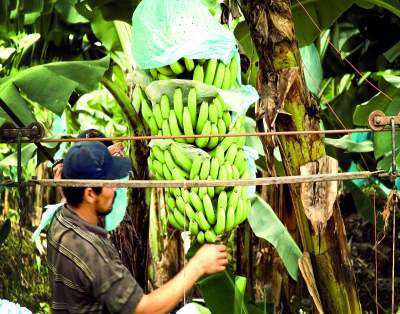 image: banana worker latin america