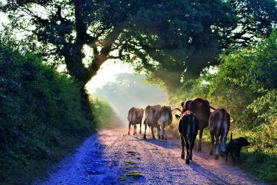 image: cows walking away ethical dairy