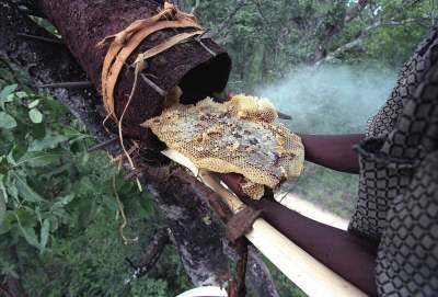 ethical-honey-honey-comb-bee-hive-zambia-tropical-forest