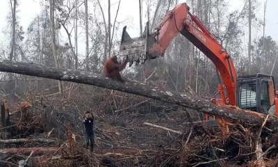 Tree with orangutan on it being destroyed by a digger