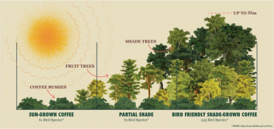 Drawing showing how shade grown coffee grows under trees