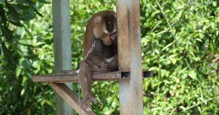 Monkey chained up