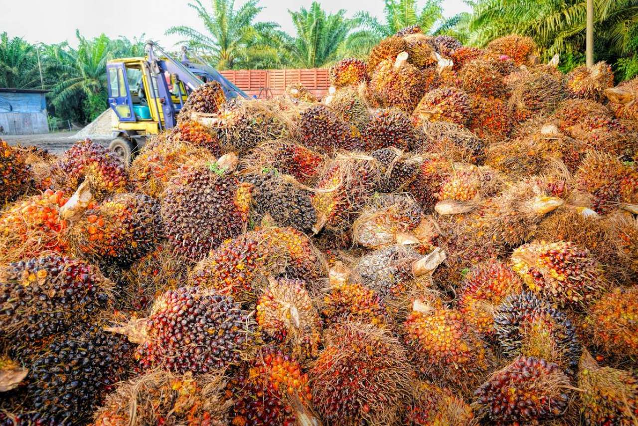 image: palm oil fruit all piled up in mass brands and companies that use palm oil