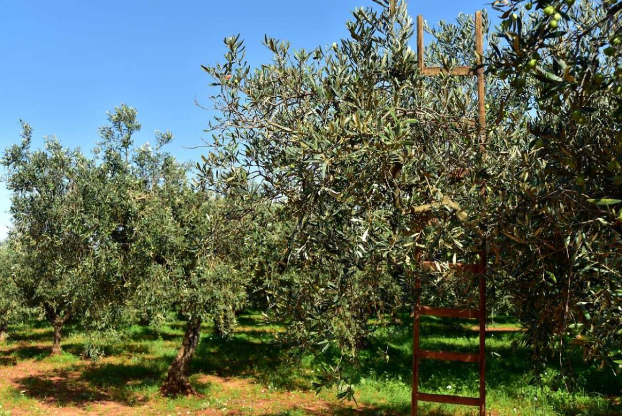 Image: olive trees in sun and blue skies