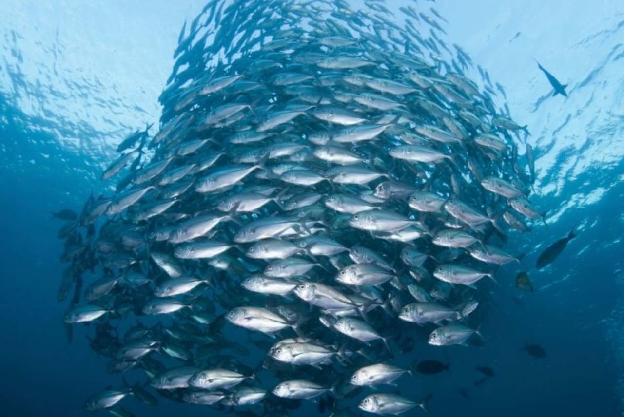 Image: tuna shoal msc certified low bar