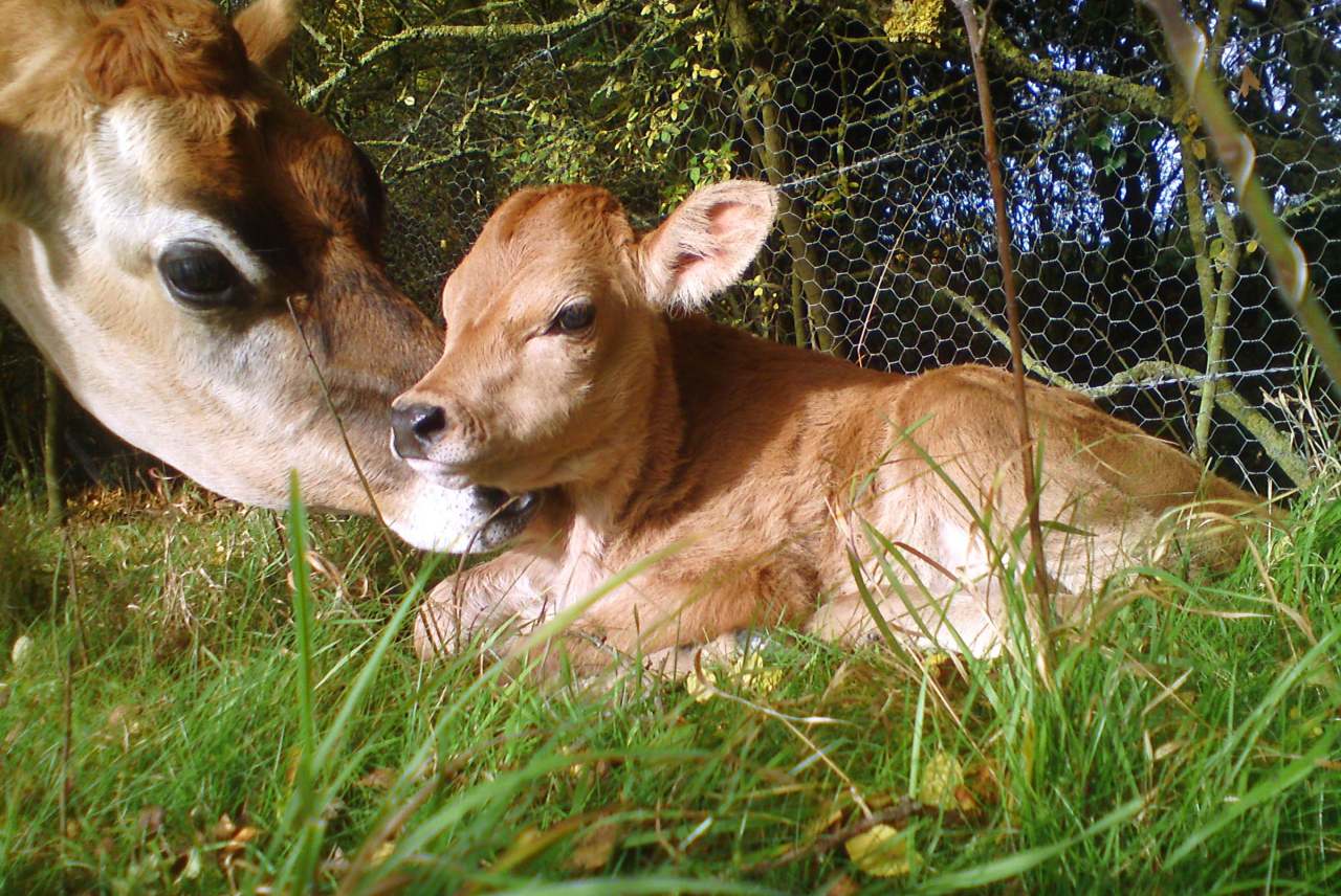 image: mother cow with calf alternative dairy