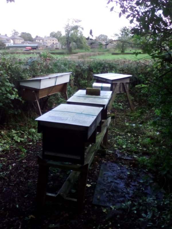 image: beehives arranged in clearing outside in north yorkshire