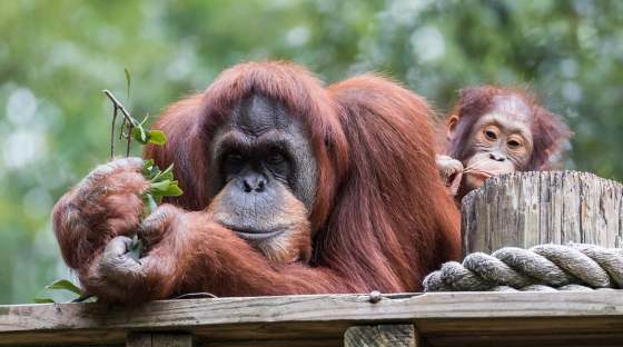 Image: orangutans