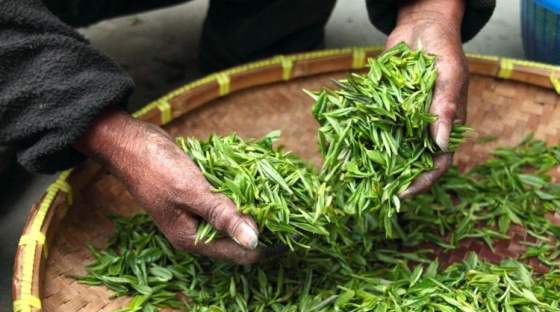 Person's hand scooping up green tea leaves