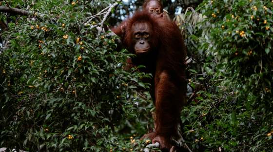 Orangutan and bay in tree with fruits