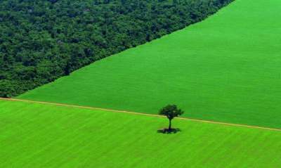 A Brazil nut tree stands alone in a soya field planted on deforested land in Brazil.