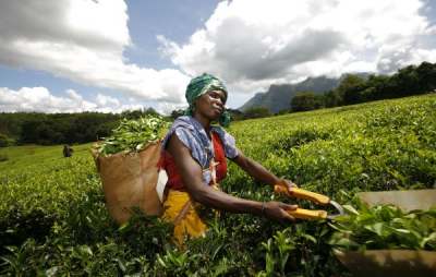 Image: Tea picker Malawi fair trade
