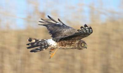 Image: Hen Harrier in flight