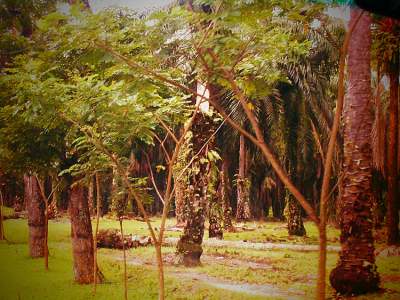 Image: palm oil plantation