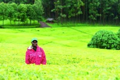 Image: Tea Estate in Kenya