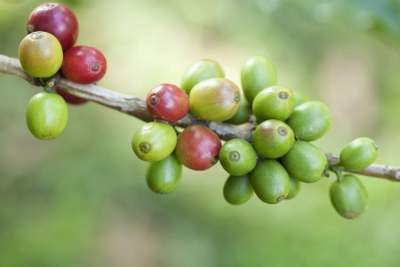 Image: coffee beans