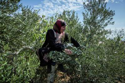 woman in  tree olive oil from palestine