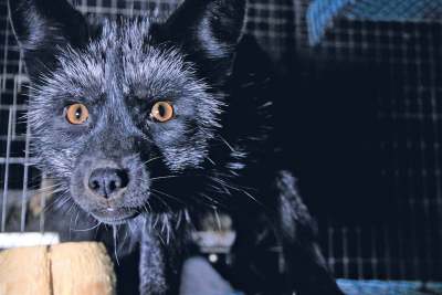 image: raccoon dog farmed for its fur in finland