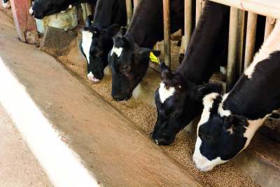Image: cows feeding from trough at dairy farm milk guide ethical