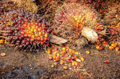 image: deforestation palm fruit palm oil shampoo ethical food