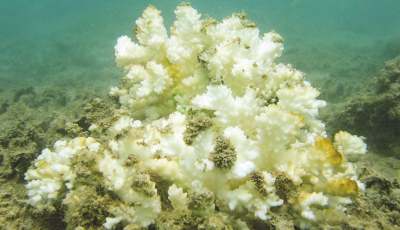 image: bleached coral sunscreen palau hawaii ethical consumer shopping