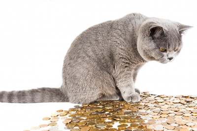 grey cat watching money