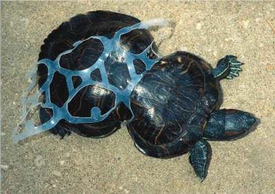 Turtle with plastic rings from packaging around its shell