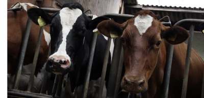 Photo of cattle in pens in factory farming