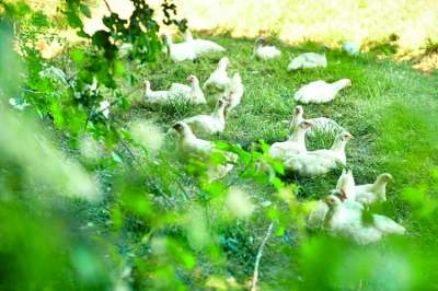 White hens in field