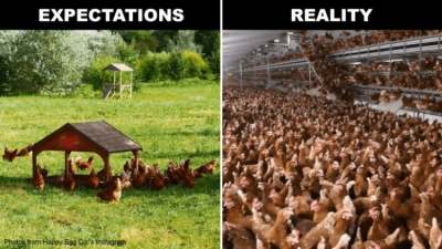 Two images showing difference between hens in field and in reality in overcrowdedbarn
