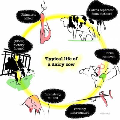 Drawing showing the typical life cycle of a dairy cow separation of calves from mothers, dehorning, forced impregnation, intensive milk production, factory farming, and the killing of calves and dairy cows.