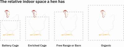 Infographic showing relative space for hens. Organic hens get more space than free range or barn hens, and considerably more than cage hens.