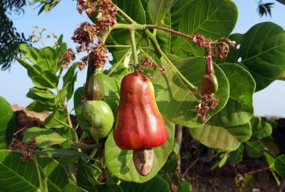 Cashew nut growing on tree