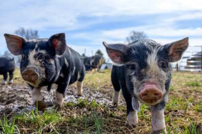 Black and pink piglets in muddy field