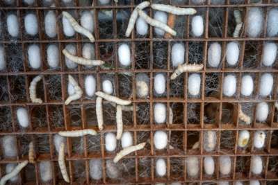 Larvae of Bombyx mori silk worm moths in farmed cage