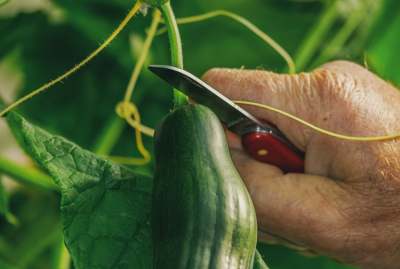 Person using penknife to harvest cucumber