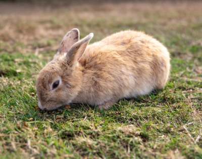 brown rabbit grazing on grass