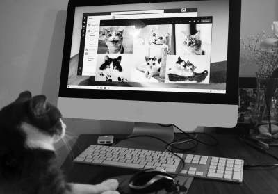 Cat looking at pictures of cats on computer monitor