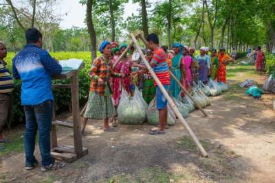 Line of female Indian tea workers with tea leaves in big bundles being weighed
