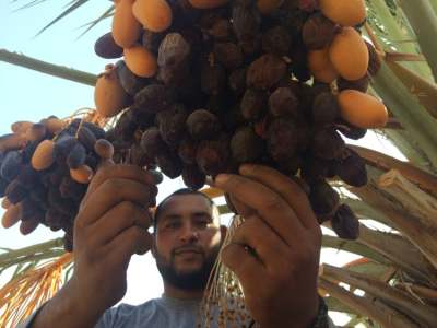 Man picking dates from tree