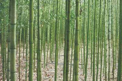 Bamboo plants growing in plantation