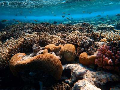 Below water image of coral reef and fish