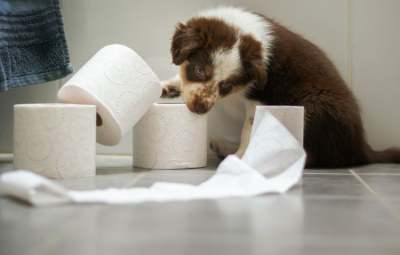 Brown and white puppy plays with toilet rolls