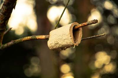 Beige coloured toilet roll hanging on tree branch