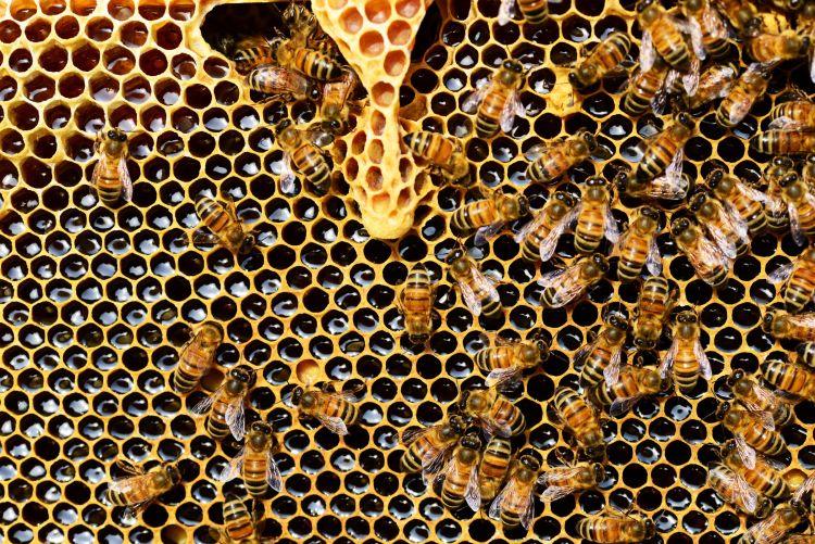 Development of methods of beekeeping
